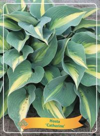 JALOKUUNLILJA 'CATHERINE' Hosta 'Catherine' P11