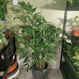 BURMANEVÄPALMU Caryota mitis P24