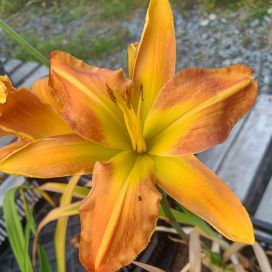 TARHAPÄIVÄNLILJA 'FRANK SMITH'  Hemerocallis 'Frank Smith' P11