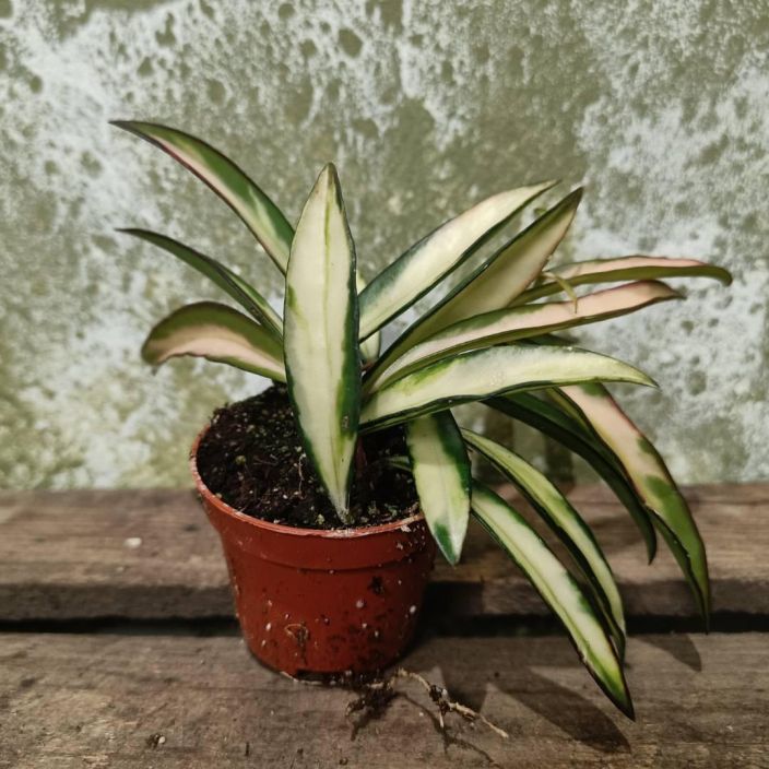 POSLIINIKUKKA Hoya wayetii P6 Pitkalehtinen posliinikukka pikkuruukussa / Posliinikukat 6 cm ruukussa 4 kpl/20,00