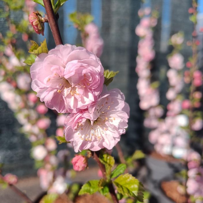 Prunus triloba, ruusumanteli rungollinen VAIN NOUTO Prunus triloba, ruusumanteli rungollinen VAIN NOUTO