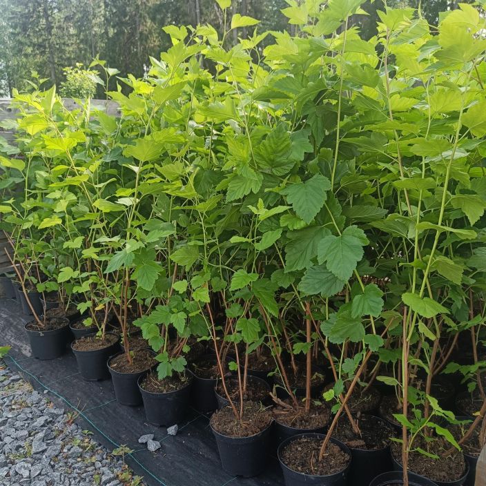 LANNENHEISIANGERVO Physocarpus opulifolius AT 1,5L aitataimi Vahvakasvuinen, pari-kolme metriseksi jaava tihea pensas / VAIN LANNENHEISIANGERVO Physocarpus opulifolius AT 1,5L aitataimi Vahvakasvuinen, pari-kolme metriseksi jaava tihea pensas / VAIN