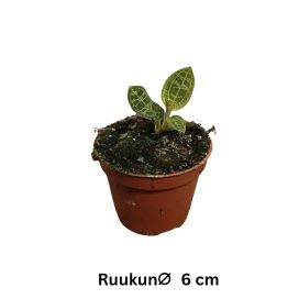 JALOKIVIORKIDEA Macodes petola P6