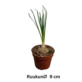LYHDYKKI 'FRIZZLE SIZZLE' Albuca spiralis 'Frizzle Sizzle' P9