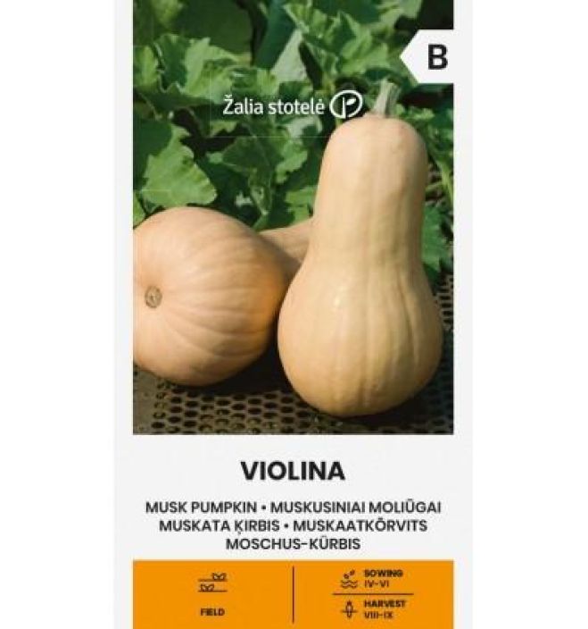 Myskikurpitsa 'Violina' Keskivarhainen myskikurpitsalajike Myskikurpitsa 'Violina' Keskivarhainen myskikurpitsalajike