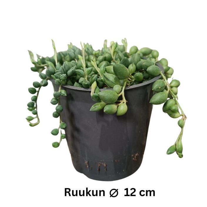 HERNEVILLAKKO Senecio herreianus P12 Huonekasvi, jonka versot ovat kuin helminauha