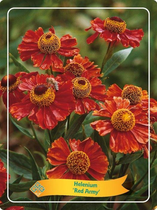 SYYSHOHDEKUKKA 'RED ARMY' Helenium autumnale 'Red Army' P11 ENNAKKO! TOIMITUS 29.4. ALKAEN. Loppukesan punaisenhehkuinen