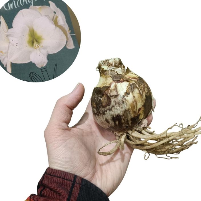 RITARINKUKKA (AMARYLLIS ) 'DENVER' Hippeastrum 'Denver' SIPULI Amaryllikseksikin kutsutun, valkokukkaisen joulukukan sipuli