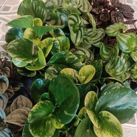 MUORINKUKKA mix Peperomia mix P12
