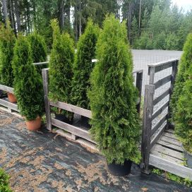 TIMANTTITUIJA Thuja occidentalis 'Smaragd' 120-140 cm