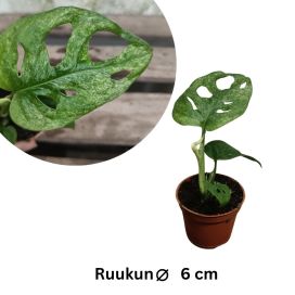 AARNIPEIKONLEHTI 'MINT' Monstera Adansonii 'Mint' P6