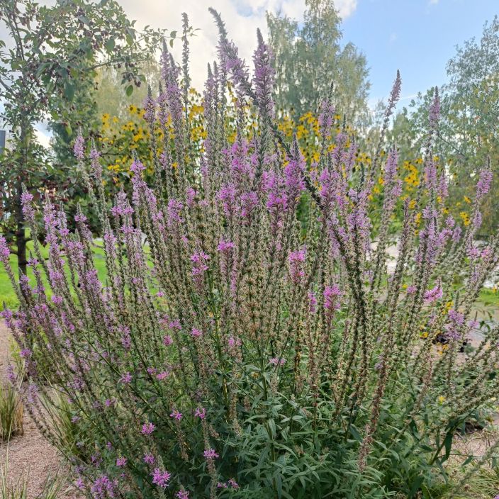 pohjanrantakukka, Lythrum salicaria Perenna, joka sopii seka lammen rantaan etta kosteaan puutarhamaahan pohjanrantakukka, Lythrum salicaria Perenna, joka sopii seka lammen rantaan etta kosteaan puutarhamaahan