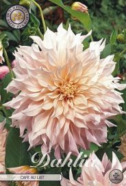 DAALIA 'CAFE AU LAIT' Dahlia JUURAKKO