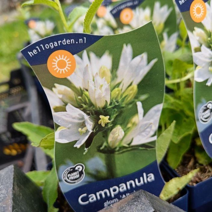 peurankello, Campanula glomerata 'Alba' P11 Valkokukkainen kellokasvi