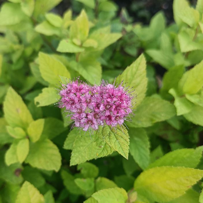 KELTAKEIJUANGERVO Spiraea japonica 'Golden Princess' At 3L Angervo, jonka lehdet ovat raikkaan kellertavat. Kiva variplajays