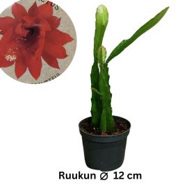 POJANHOVIKAKTUS Epiphyllum ackermannii P12