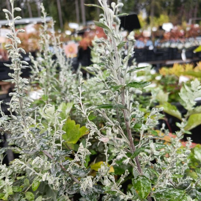 HOPEAMARUNA 'VALERIE FINNIS' Artemisia ludoviciana 'Valerie Finnis' P9 Harmaalehtinen, maltillisemmin leviava hopeamaruna.