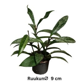 POSLIINIKUKKA 'SILVER SPOT' Hoya pubicalyx 'Silver Spot' P11