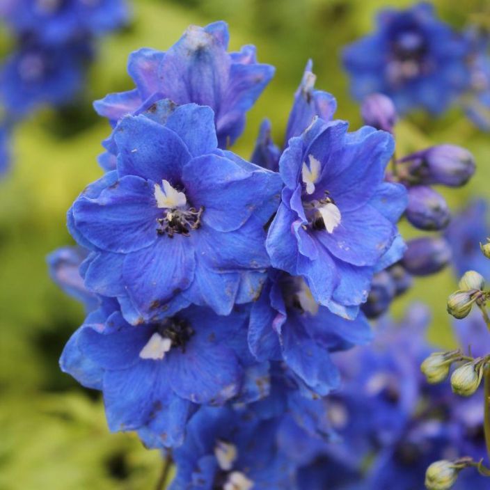 Delphinium elatum 'Blue Bird', Jaloritarinkannus