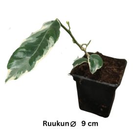 MEYER-SITRUUNA 'VARIEGATA' Citrus meyeri 'Variegata' P9