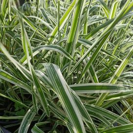 VIIRUHELPI Phalaris arundinacea 'Picta' P10