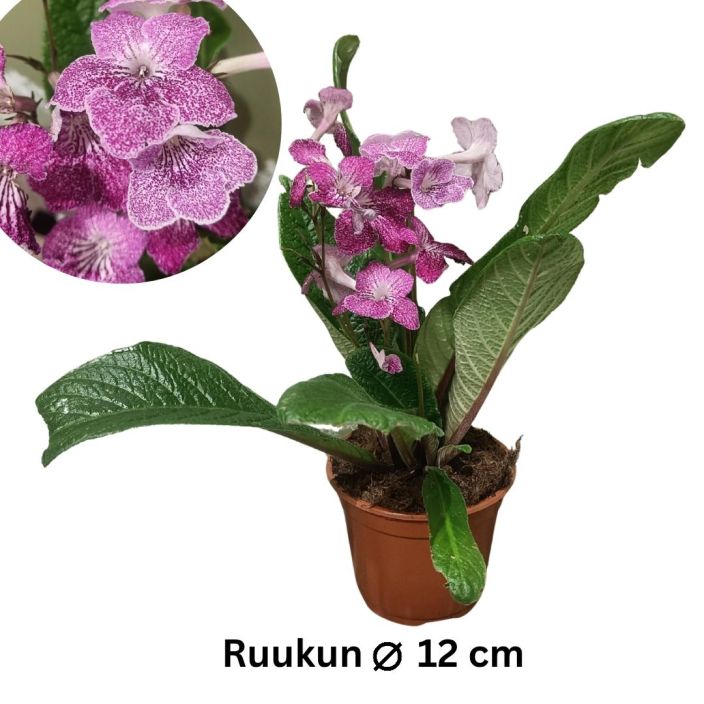 SOILIKKI 'SNOW KISSED STRAWBERRY' (BB1113) Streptocarpus 'Snow kissed Strawberry' (BB 1113) -Lajike epavarma- P12 SOILIKKI 'SNOW KISSED STRAWBERRY' (BB1113) Streptocarpus 'Snow kissed Strawberry' (BB 1113) -Lajike epavarma- P12