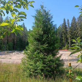 KARTIOTUIJA 'BRABANT' Thuja occidentalis 'Brabant' 80-100 cm astiataimi