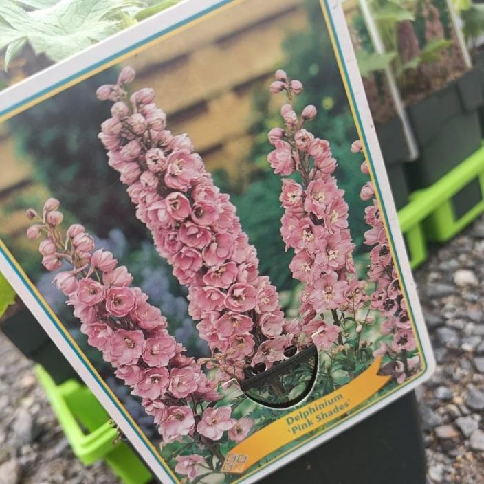 JALORITARINKANNUS 'PINK SHADES' Delphinium Magic Fountains 'Pink Shades' P11 Magic Fountains -ryhman vaaleanpunainen