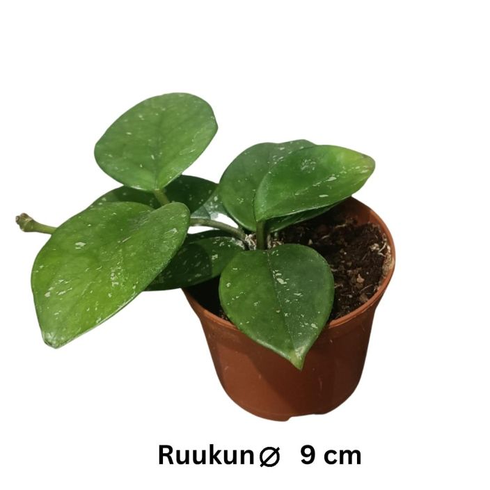 ISOPOSLIINIKUKKA 'FRECKLES SPLASH' Hoya carnosa 'Freckles Splash' P9 Pikkuisen pilkukas posliinikukka