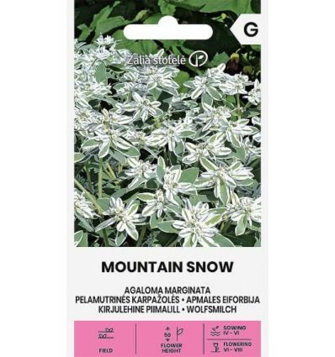 Lumityrakki 'Mountain Snow' Nopeasti kasvava kesakukka valkokirjavilla lehdilla Lumityrakki 'Mountain Snow' Nopeasti kasvava kesakukka valkokirjavilla lehdilla