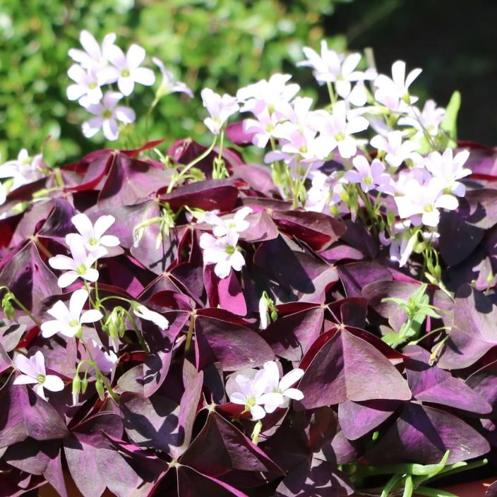 KOLMIOKAENKAALI Oxalis triangularis 6 kpl mukula TULOSSA HELMIKUUSSA! Kaunis, tummalehtinen kasvi, jota kasvatetaan