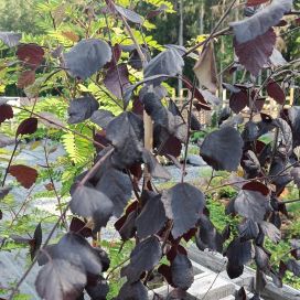 PUNAKOIVU Betula pubescens f. rubra 125-150 cm