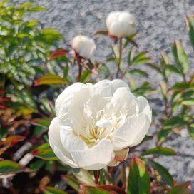 KIINANPIONI 'IMMACULEE' Paeonia lactiflora 'Immaculee' P11