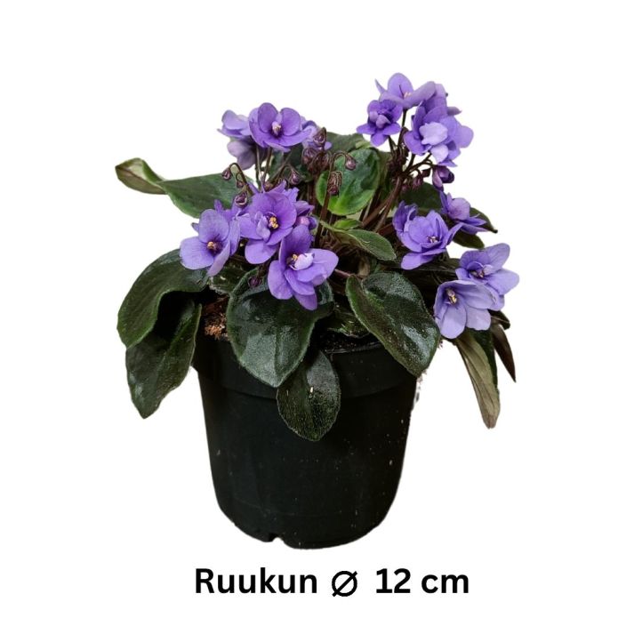 PAAVALINKUKKA 'TRAILING BLUE' Saintpaulia 'Trailing Blue' P12 Riippuva- ja sinikukkainen santtu
