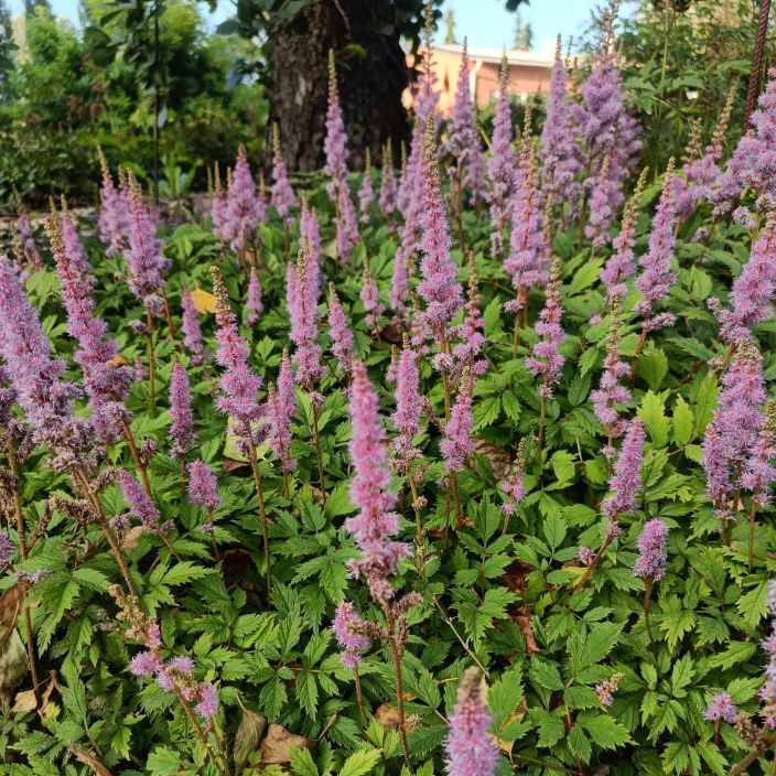KAAPIOJALOANGERVO 'PUMILA' Astilbe chinensis 'Pumila' P9 Matala jaloangervo, jolla on vaaleanpunainen kukka