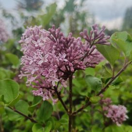 PIKKUSYREENI 'PALIBIN' Syringa meyeri 'Palibin' runko 80 cm