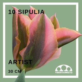 TULPPAANI 'ARTIST' Tulipa 'Artist' 10 sipulia
