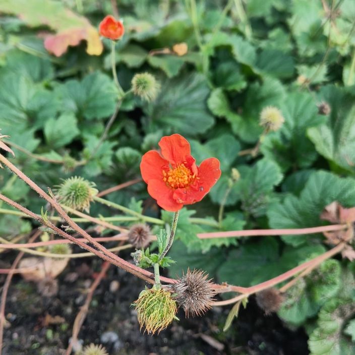 TULIKELLUKKA 'BORISII' Geum coccineum 'Borisii' P9 Oranssikukkainen kellukka
