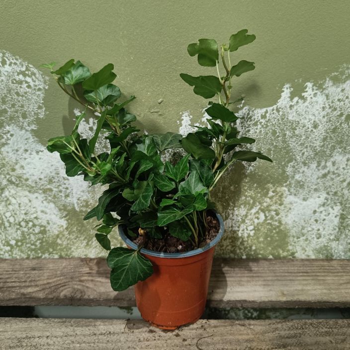 MURATTI 'WONDER' Hedera helix 'Wonder' P8,5 Vihrea- ja pyorealehtinen muratti