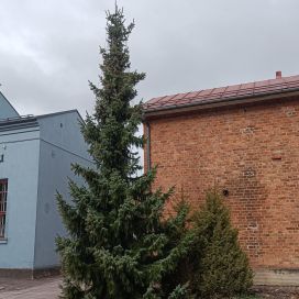 SERBIANKUUSI Picea omorika 120-140cm 15l