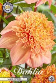 DAALIA 'SANDIA BROCADE' Dahlia 'Sandia Brocade, juurakko