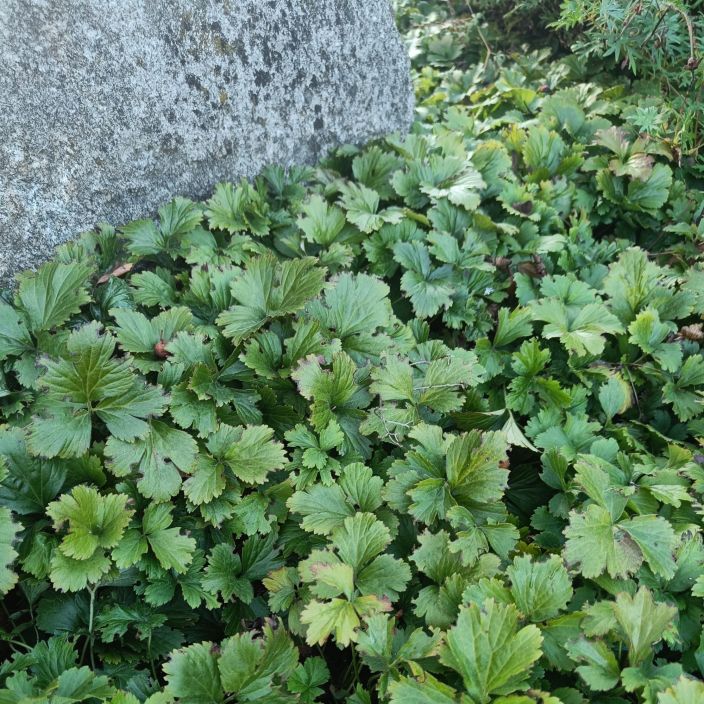 Waldsteinia ternata, ronsyansikka
