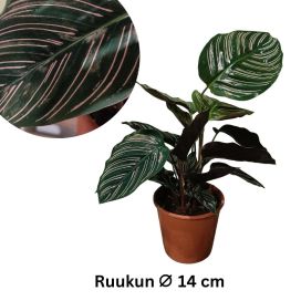 VIIRUMAIJA Calathea (Goeppertia) ornata 'Sanderiana' P14