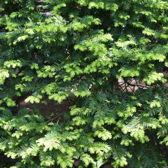 JAPANINMARJAKUUSI Taxus cuspidata 40-50 cm Kestava havu varjoisaan paikkaan. Ruukutettu paakkutaimi 125-150 cm / VAIN NOUTO