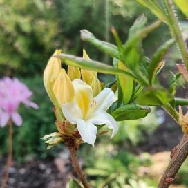 PUISTOATSALEA 'ILLUSIA' Rhododendron 'Illusia' 30-40 cm, At 3 L