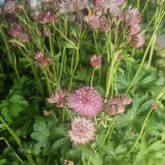 ISOTAHTIPUTKI 'RED SPARKLING STARS' Astrantia major 'Red Sparkling Stars' P10 Punakukkainen tahtiputki / Toimitetaan