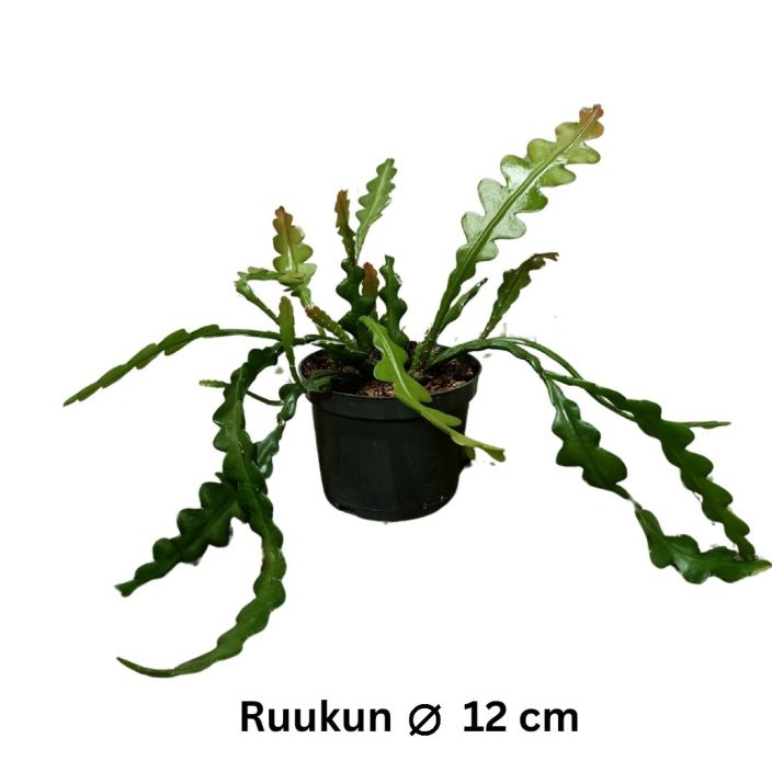 KALANRUOTOLEHTIKAKTUS Epiphyllum anguliger P12 Lehtikaktus, jolla on aaltoilevat lehdet