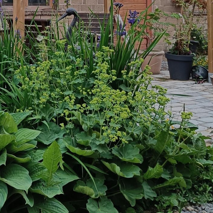 JATTIPOIMULEHTI Alchemilla mollis P9 Vihrean eri savyja tarjoileva perenna