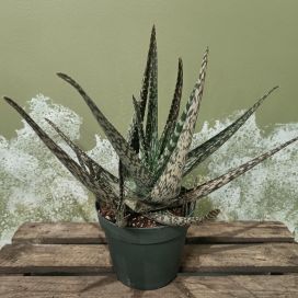 ALOE 'MEDIVERA' Aloe 'Medivera' P14