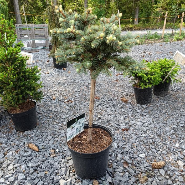 PALLOHOPEAKUUSI 'GLAUCA GLOBOSA' Picea pungens 'Glauca Globosa, 60 cm rungolla Varteen ympatty pallomaisesti kasvava